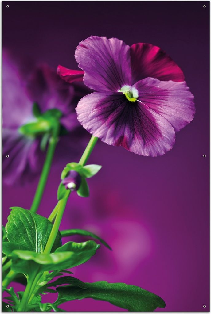 Wallario Outdoor-Poster für Garten oder Balkon, Motiv Lila Stiefmütterchen, in ca. 61 x 91,50 cm