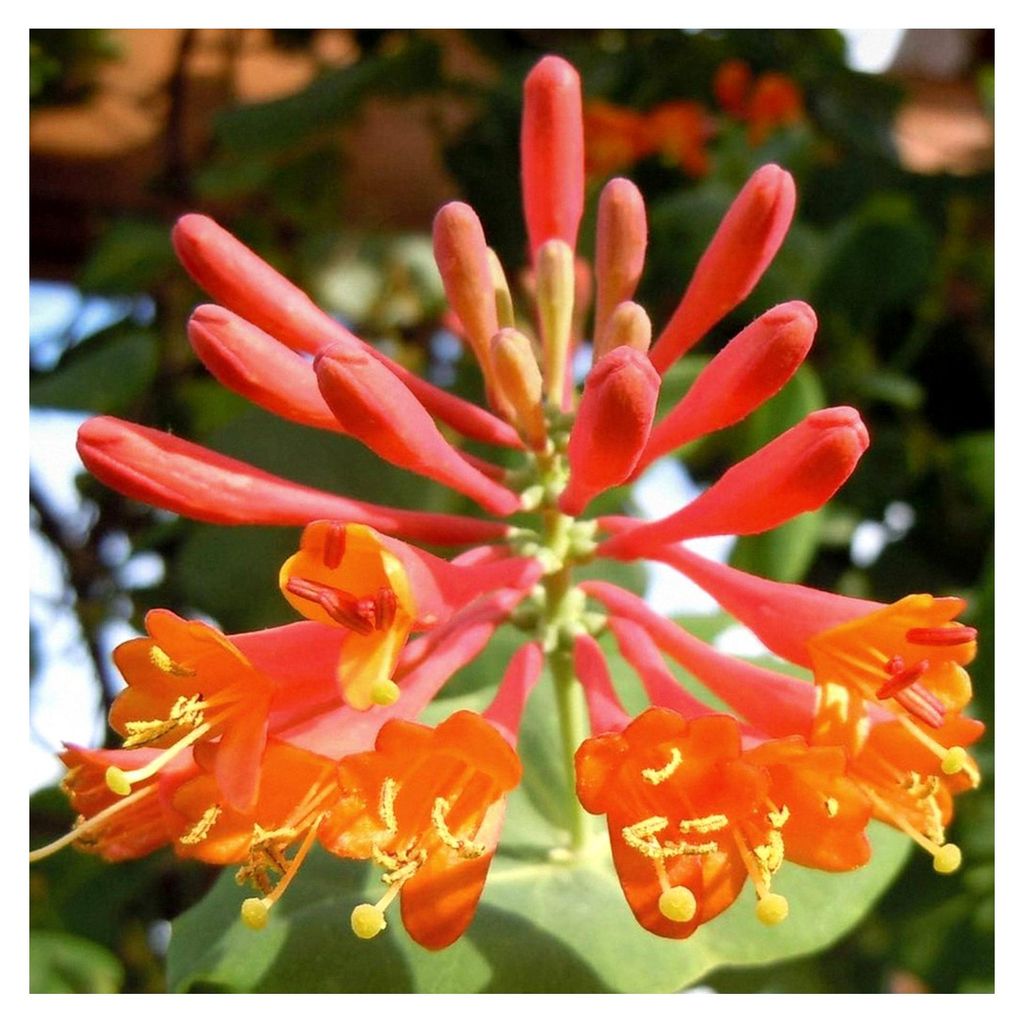 Lonicera Dropmore Scarlet - Winterhartes Rotes Geißblatt - Kletterpflanze - Gartenpflanze - Vogelfreundlich