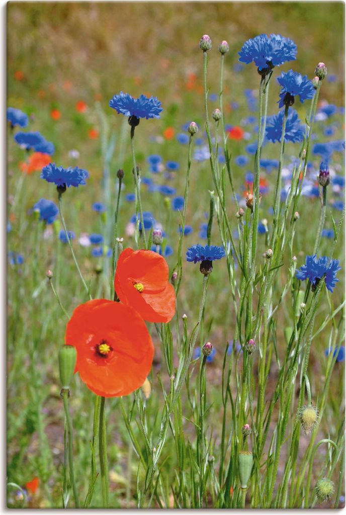 ARTland Leinwandbild Wiese mit Mohnblumen und Kornblumen Größe: 40x60 cm