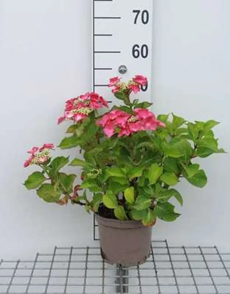 Hydrangea Teller Red - Hortensia rouge robuste pour jardins à l'ombre