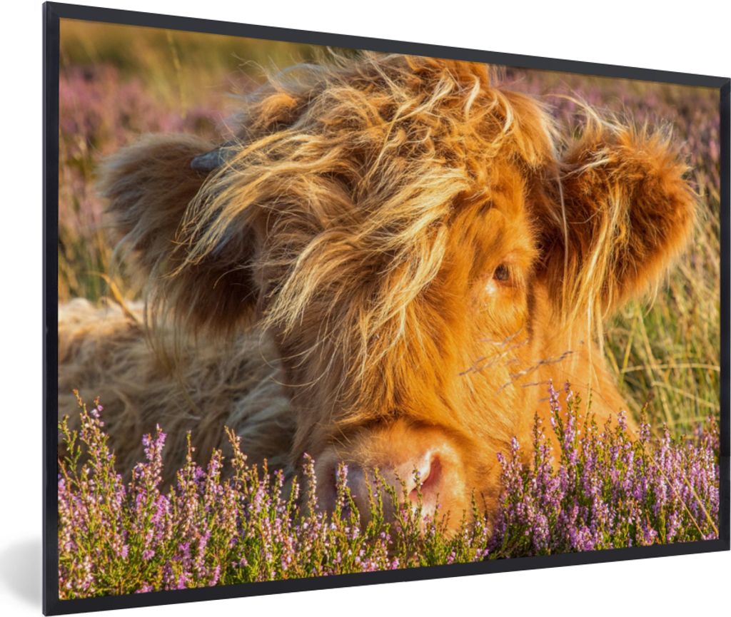 MuchoWow Gerahmtes Poster Schottische Highlander - Heide - Gras - Tiere 60x40 cm - Poster mit Schwarzem Bilderrahmen Wandposter Rahmen Foto Bilde...