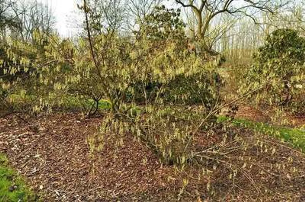 Arbuste à floraison printanière Stachyurus praecox Pervenche de Chine - 3