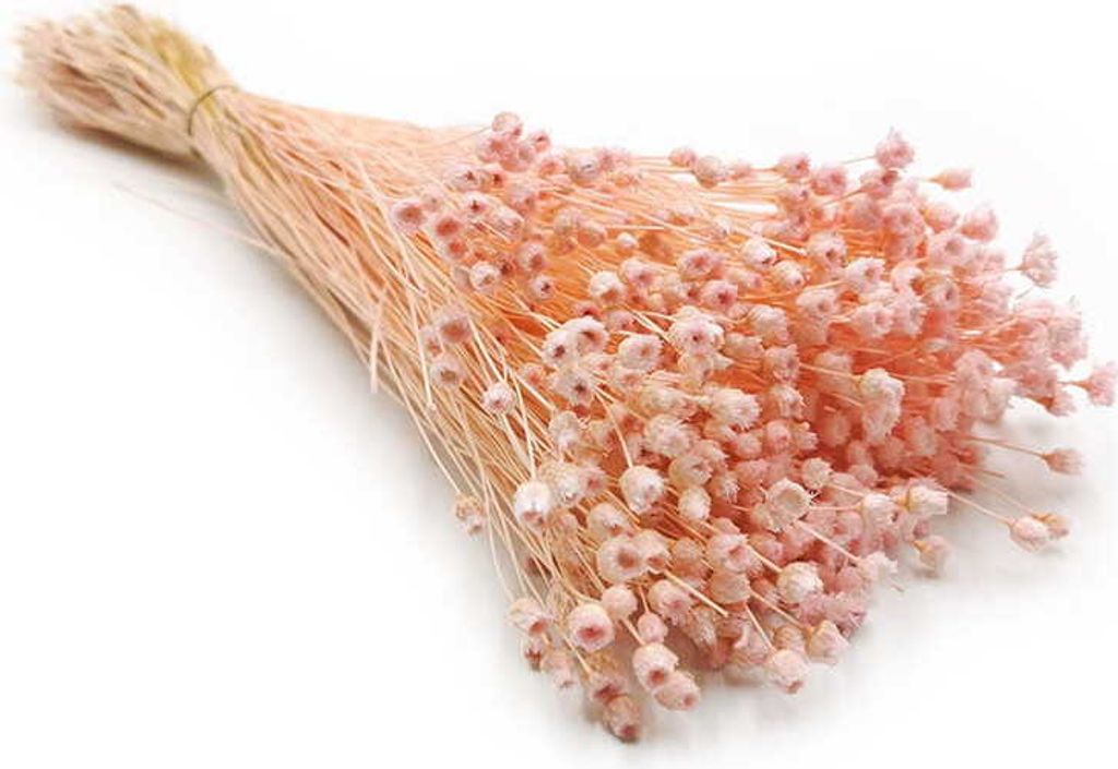 Jazilda Getrocknete - Rosa