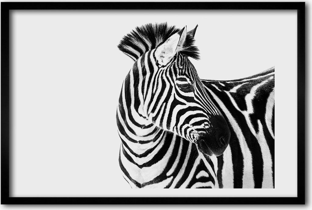 Bild 60x40 MDF-Rahmen, Wandkunst Zebra im Schnee