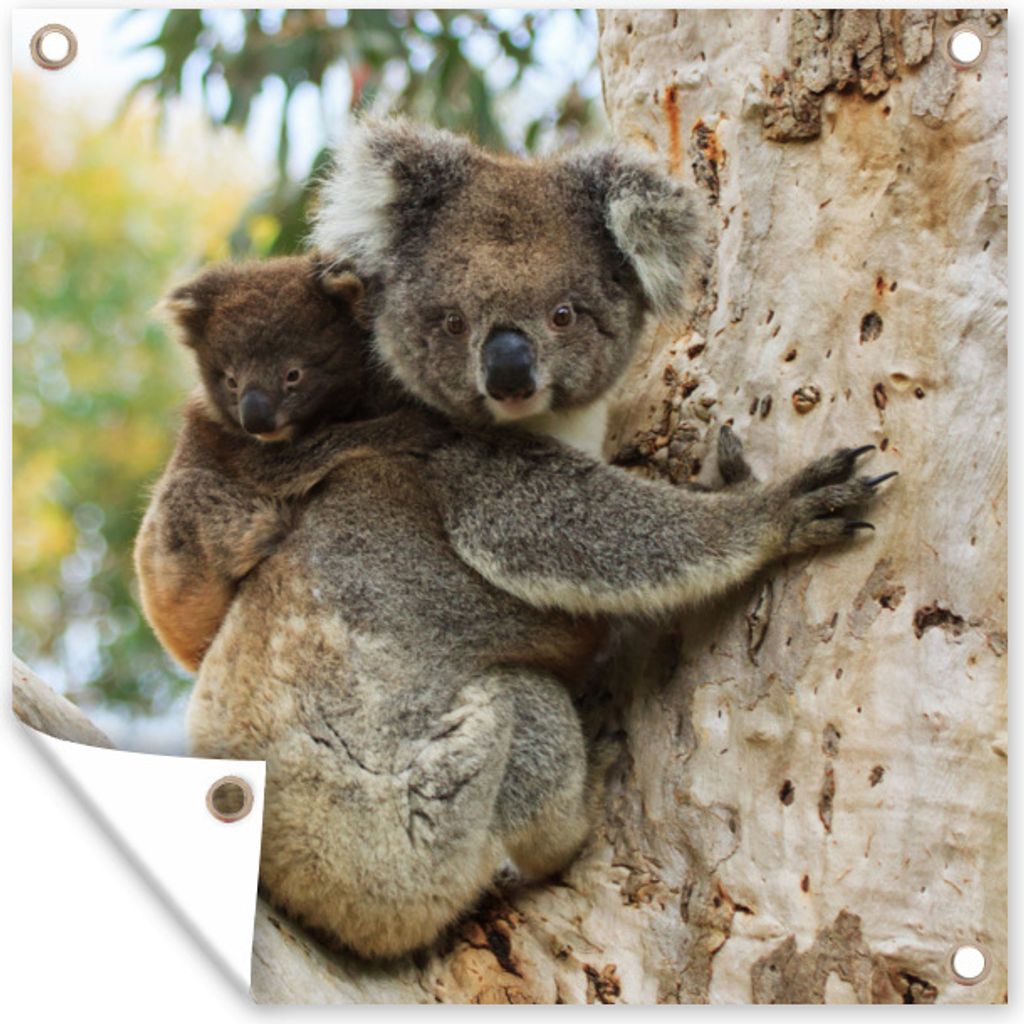 MuchoWow 50x50 cm Outdoor-Poster Gartendeko Sichtschutz Garten Poster für den Garten Koalas - Kind - Baum - Jungen - Mädchen