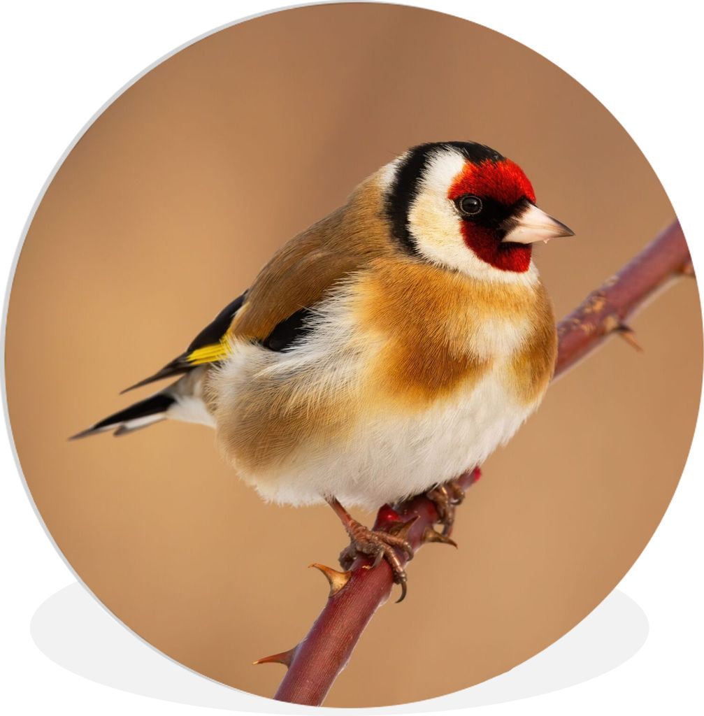 MuchoWow Rundes Wandbild - Runde Bilder Kropftaube - Vogel - Tiere Ø 90 cm Kreis Wanddekoration Kunststoff - Wandkreis - Wandschmuck - Wand-Krei...