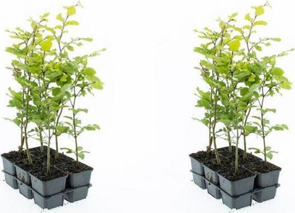 Rotbuche 40-60 cm 12 Stück Fagus sylvatica - Laubbaum - Heckenpflanze - im Topf gewachsen