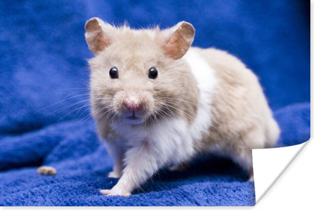 MuchoWow Poster Syrischer Hamster 60x40 cm - Schlafzimmerdekoration