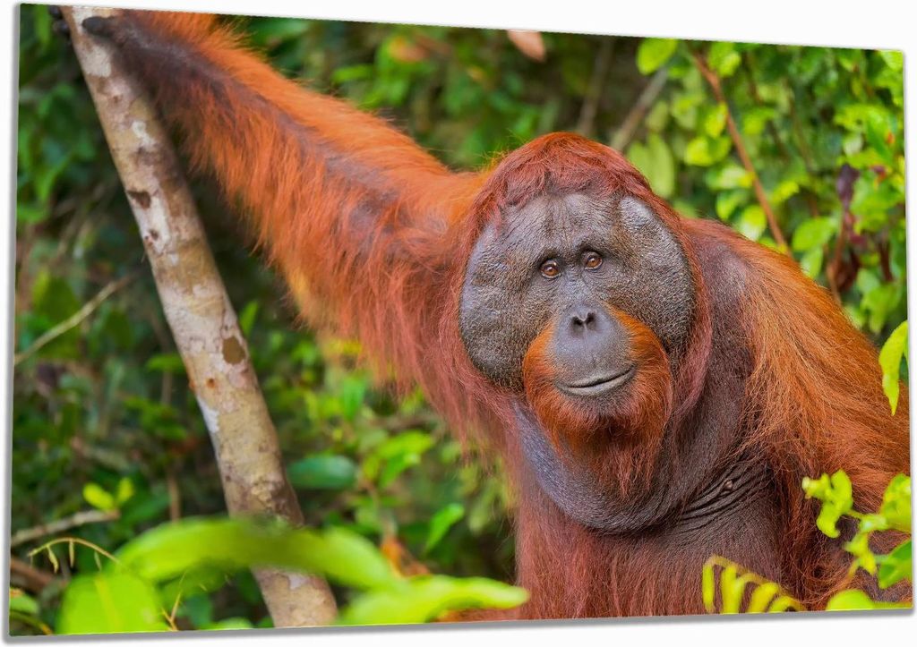 Wallario Herdabdeckplatte aus Glas, Größe 80 x 52 cm 1-teilig, Motiv Orang-Utan im Regenwald