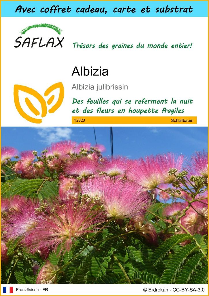 SAFLAX Ensemble-cadeau - Albizia - 50 graines - Albizia Image du produit 