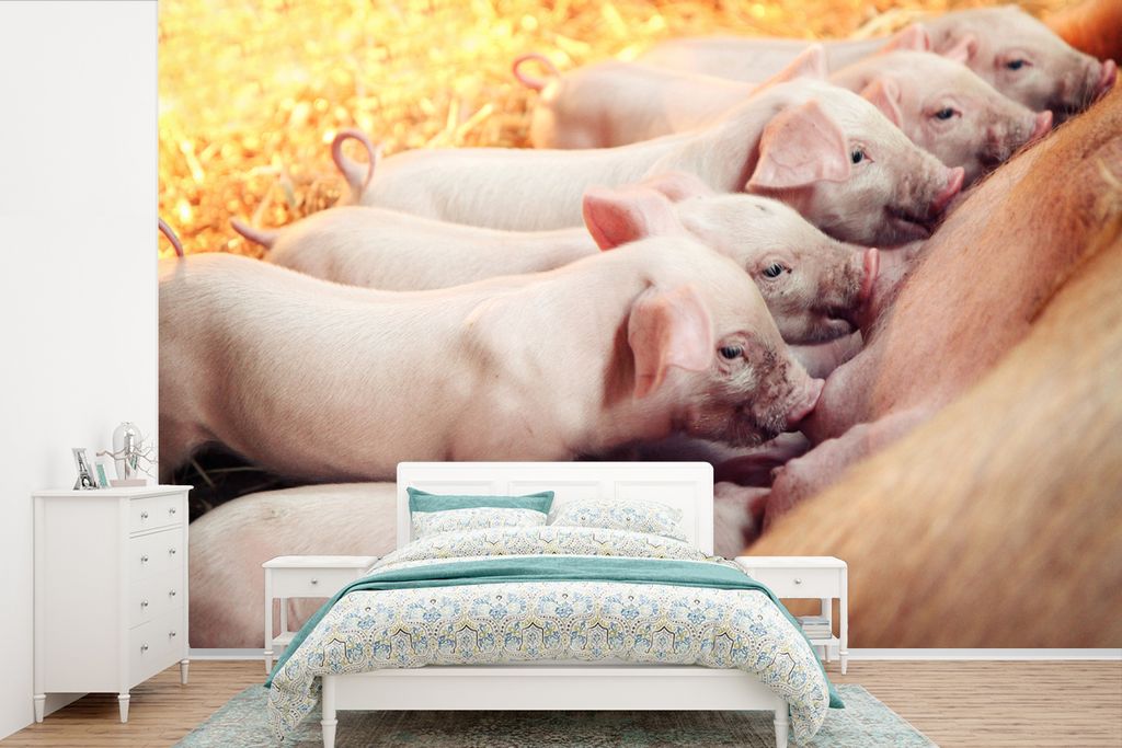 MuchoWow Fototapete für Wohnzimmer oder Schlafzimmer Wandtapete Vinyl Motivtapete Sauenferkel - 420x280 cm - Zimmer für Kinder