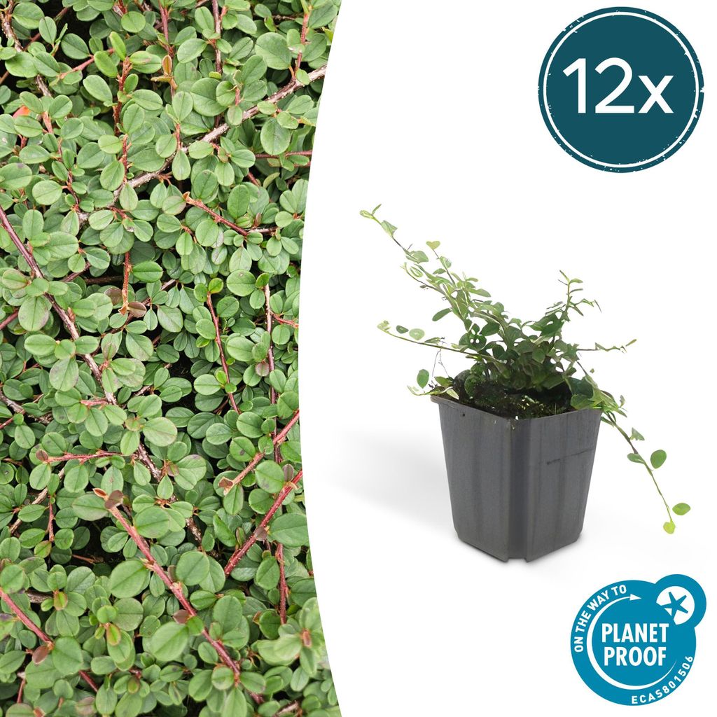 Půdopokryvné rostliny - Cotoneaster prostratus 'Queen of Obrázek produktu 