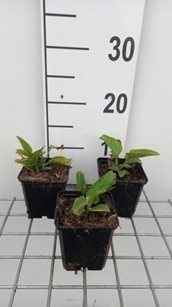6 Échinacées Primadonna White blanches - Echinacea purpurea en pot 9cm