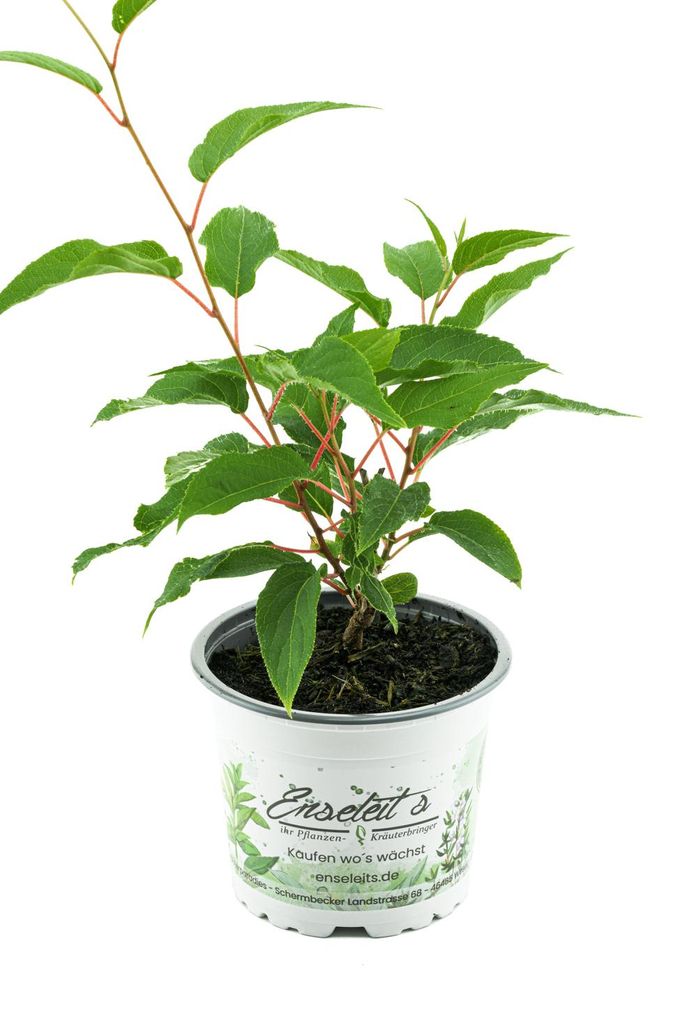 Enseleits Mini Kiwi eine Pflanze im Topf (Actinidia arguta), selbstbefruchtend