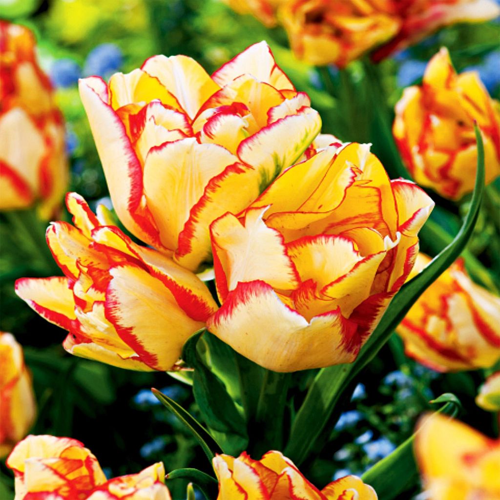 Tulipes Bulbes de fleurs Fleurs Tulipe multiflores Aquilla Image du produit 