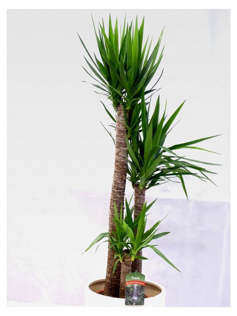 XL Yucca elephantipes 120 cm - 3er Tuff // Zimmerpflanze - Yucca Palme