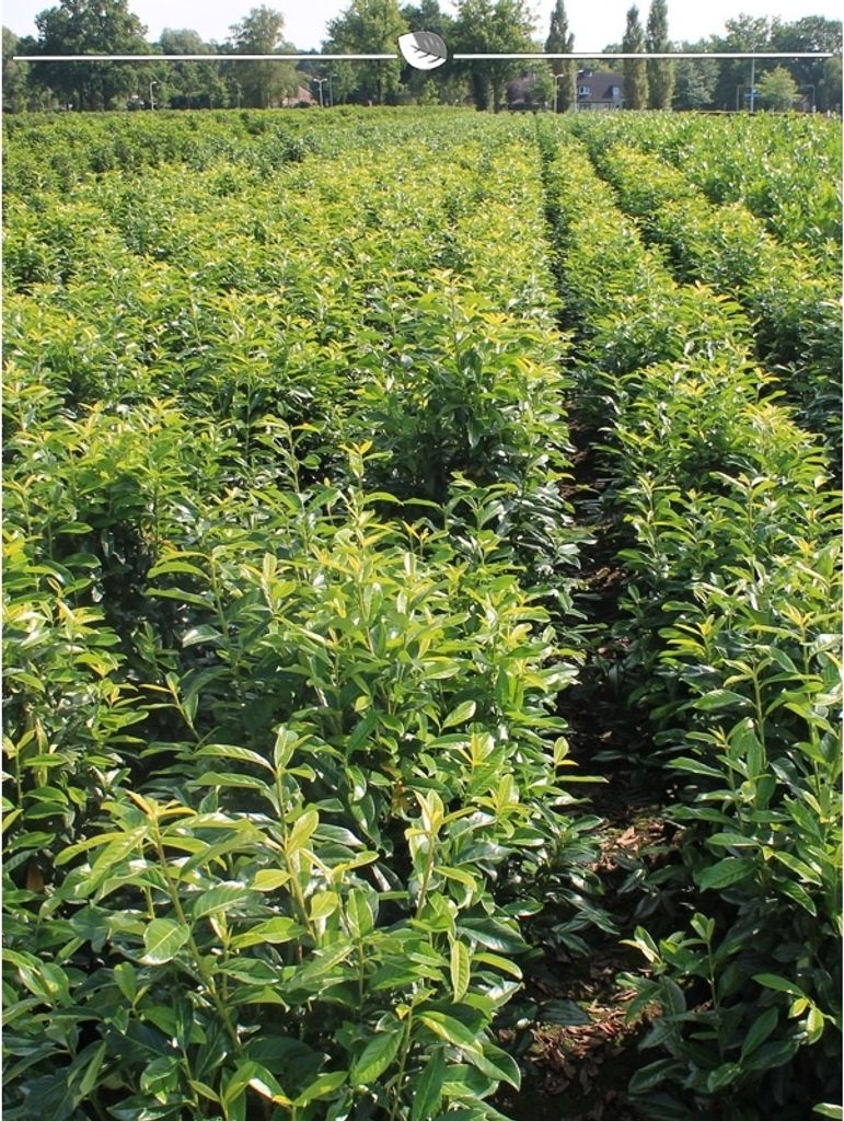 Kirschlorbeer Prunus Genolia 120-140 cm, 3x Heckenpflanze