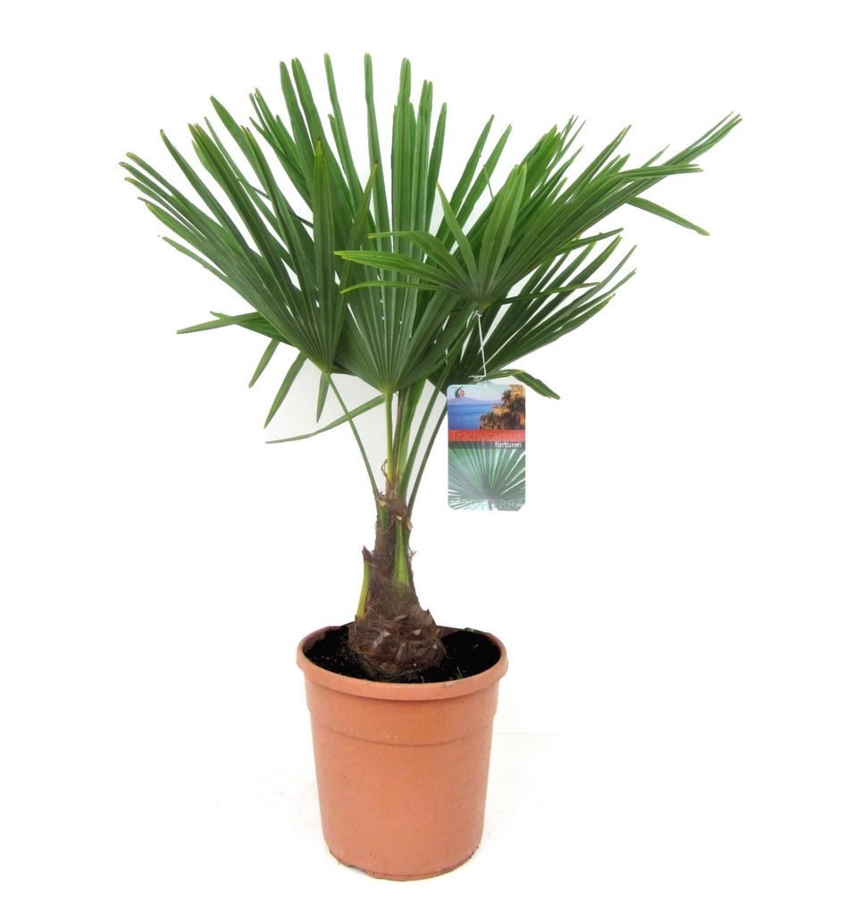 plant in a box - trachycarpus fortunei - palme winterhart für draußen -  topf 21 cm -höhe 60-70cm - gartenpflanze