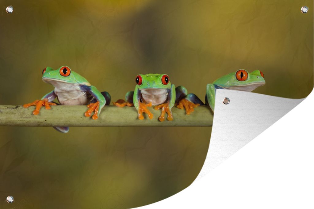 MuchoWow 60x40 cm Outdoor-Poster Gartendeko Sichtschutz Garten Poster für den Garten Frösche - Zweig