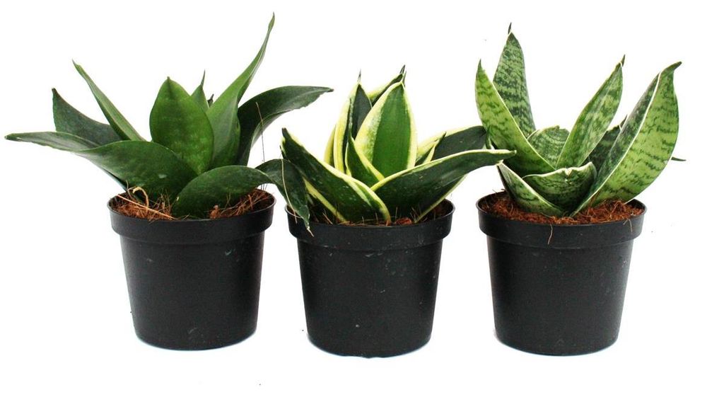 Sansevieria trifaciata hahnii - 3 rôzne rastliny v 9 cm Obrázek produktu 