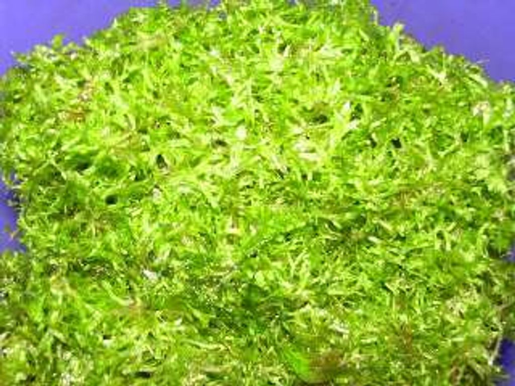 Portion Riccia Moos für Ihr Aquarium, Ricciamoos Produktbild 