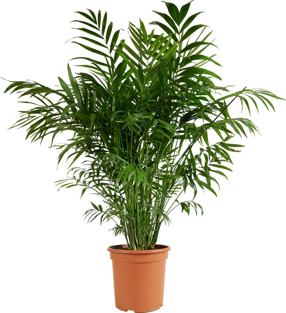 Bloomique - Chamaedorea Elegans - Bergpalme - Zimmerpflanzen - Pflegeleicht - Haustierfreundlich - Höhe 80-100 cm - Topf 20 cm