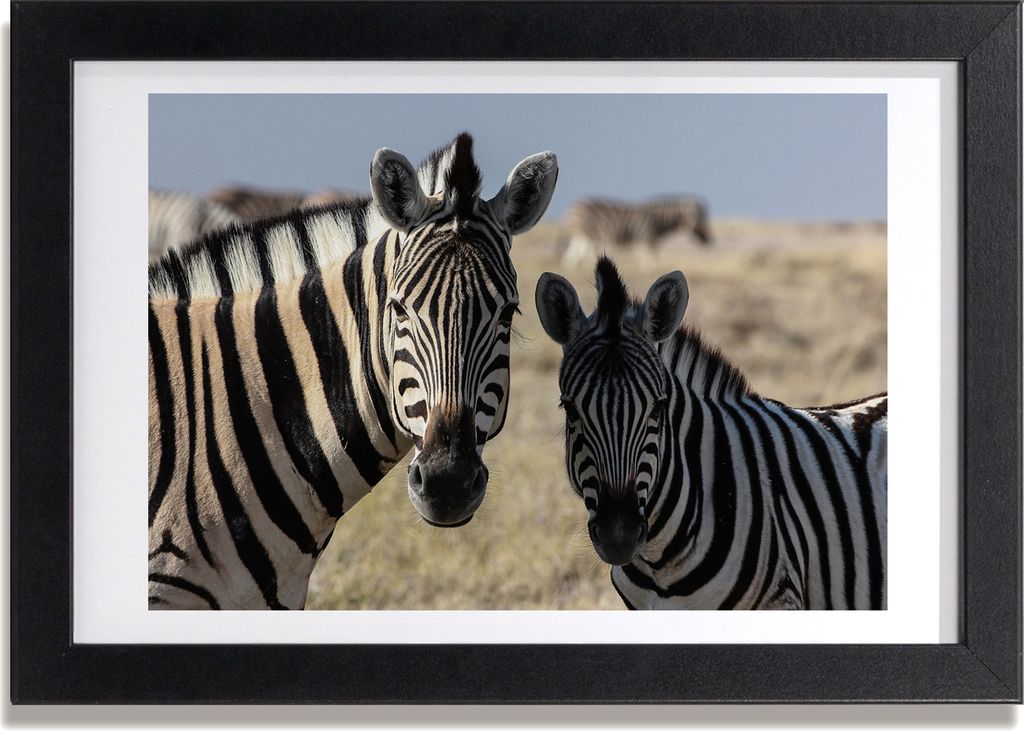 Bild 30x20 MDF-Rahmen, Wandkunst zwei Zebras