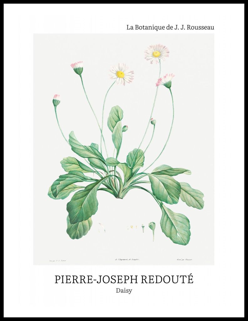 Plakat 60x80cm Design Daisy, Redoute Vintage für das Wohnzimmer