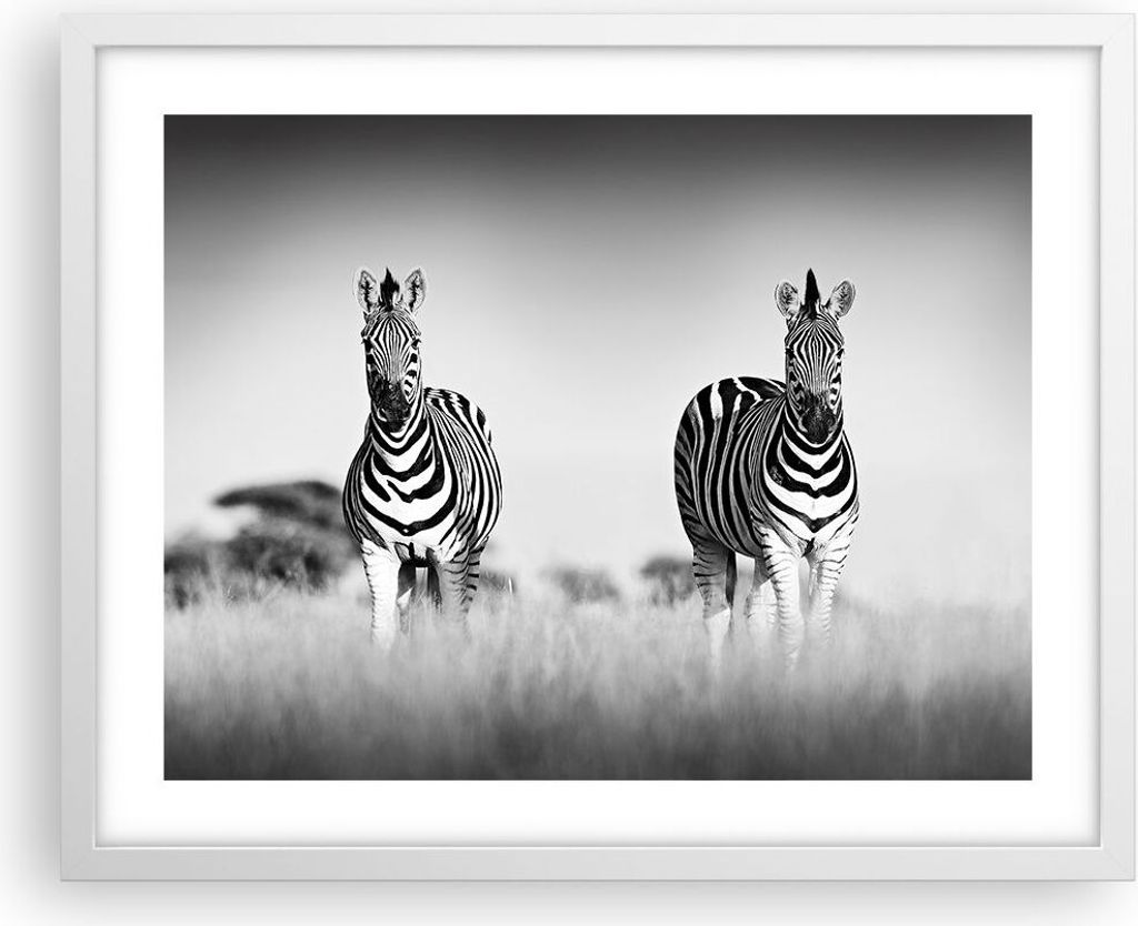 Gerahmtes Poster - Weißer Rahmen - Zebras Fotografie Schwarzweiß - 50x40 cm - Wand Bild - Wanddeko - Wandbilder - Kunstposter - Wandposter - Bild...