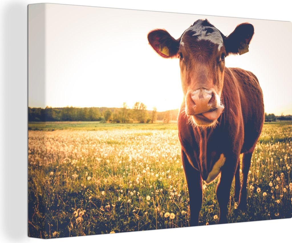 OneMillionCanvasses - Leinwandbilder - 150x100 cm, Kuh - Tier - Sonne - Braun, Wandbilder Kunstdruck Wanddekoration