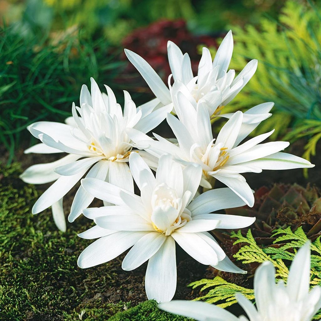 Colchicum Zimowit Biały Alboplenum Alba 1 szt. Cebulki Zdjęcie produktu 