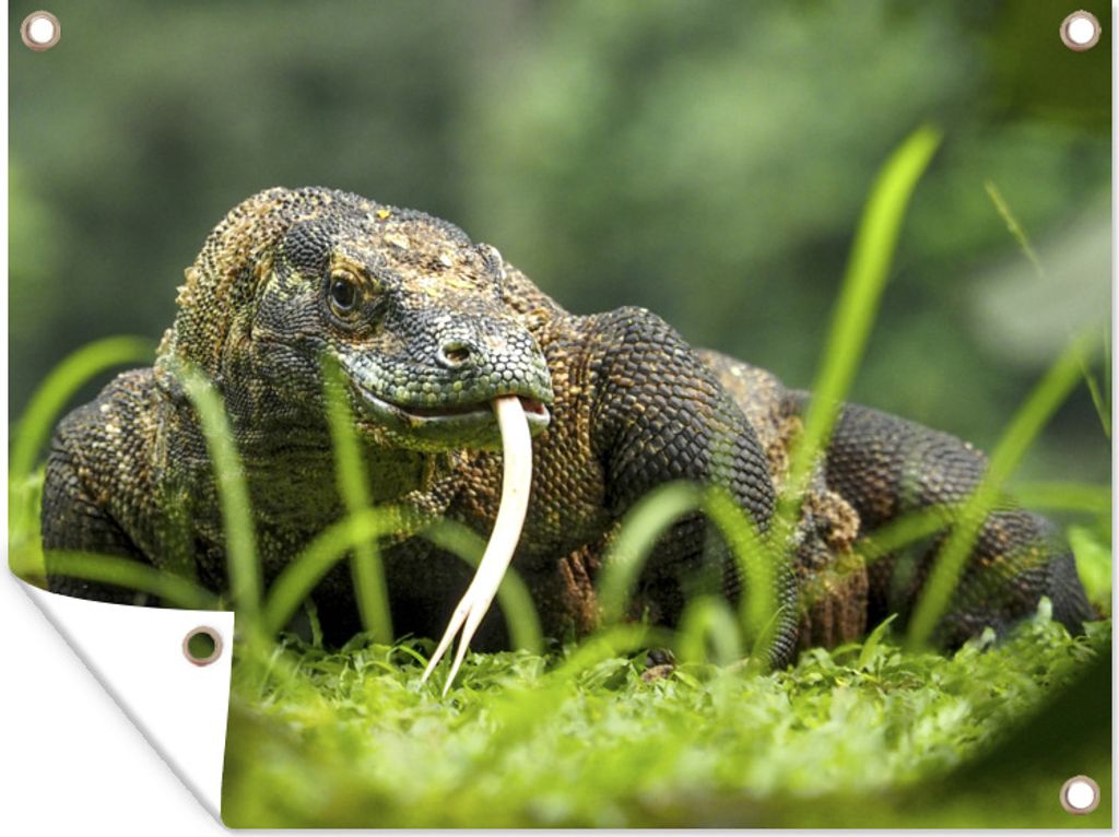 MuchoWow 120x90 cm Outdoor-Poster Gartendeko Sichtschutz Garten Poster für den Garten Komodowaran läuft herum
