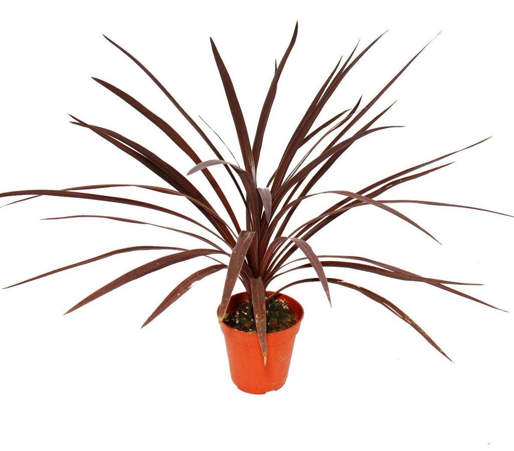 Rote Keulenlilie - Cordyline australis "Red Star" - 12cm Topf - ca. 50cm hoch
