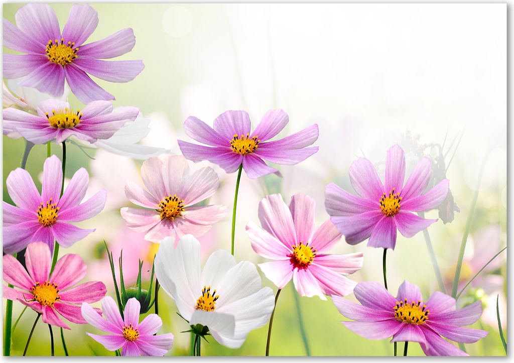 Tulup Leinwandbild - 100x70 cm - Wandkunst - Drucke auf Leinwand - Leinwanddruck - Blumen & Pflanzen - Rosa - Blumen auf Wiese