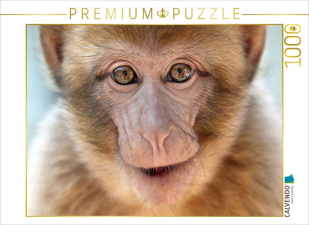 CALVENDO Puzzle MAGOT / BERBERAFFE | 1000 Teile Lege-Größe 64x48cm Foto-Puzzle für glückliche Stunden