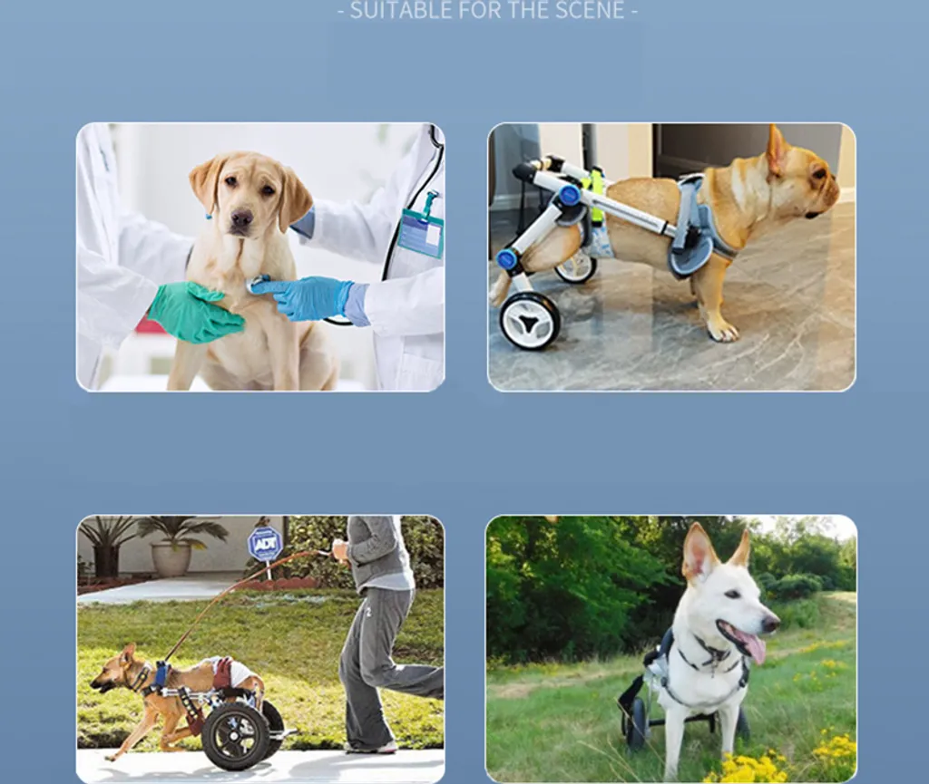 Solution Mobilité Chien Handicapé : Déambulateur Réglable à deux Roues - 6