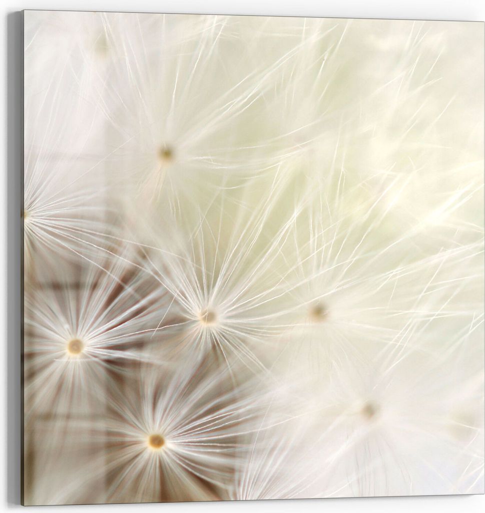DEQORI Glasbild Echtglas 30x30 cm 'Pusteblume ganz nah' Wandbild Bild modern Deko