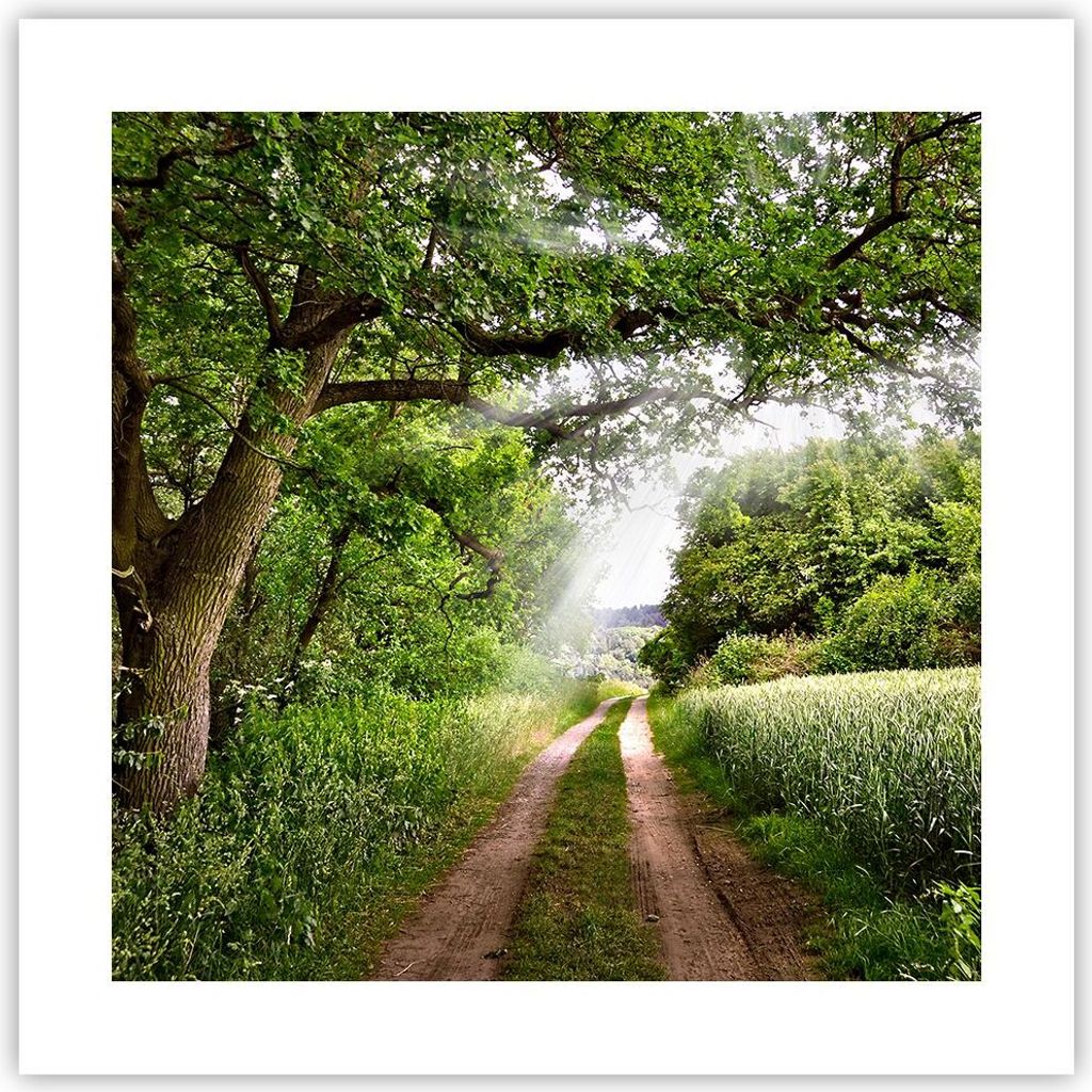 Poster - Poster ohne Rahmen - Pfad Natur Wald Grün - 40x40 cm - Wand Bild - Wanddeko - Wandbilder - Kunstposter - Wandposter - Bilder - Kunstdruck...