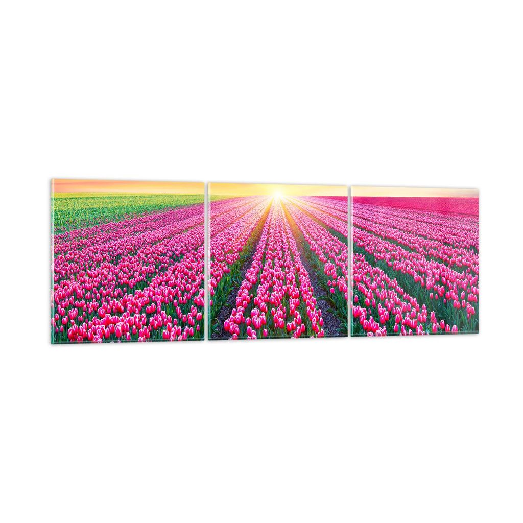 Bilder auf glas - Wiese Tulpen Sonnenuntergang Frühling - 150x50cm - Glasbilder - Wandbilder - Kunstdruck - Wanddekoration aus Glas - Glas Bilder ...