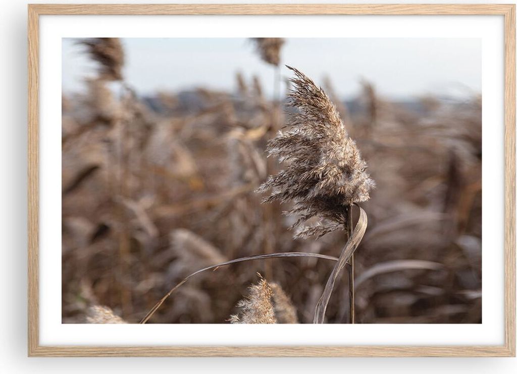 Gerahmtes Poster - Rahmen in heller Eiche - Boho Ähren Gras - 70x50 cm - Wand Bild - Wanddeko - Wandbilder - Kunstposter - Wandposter - Bilderrahm...
