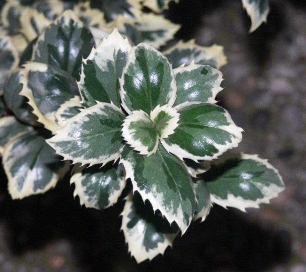 Ilex meserveae CasanovaS - Amerikanische Stechpalme - 25-30