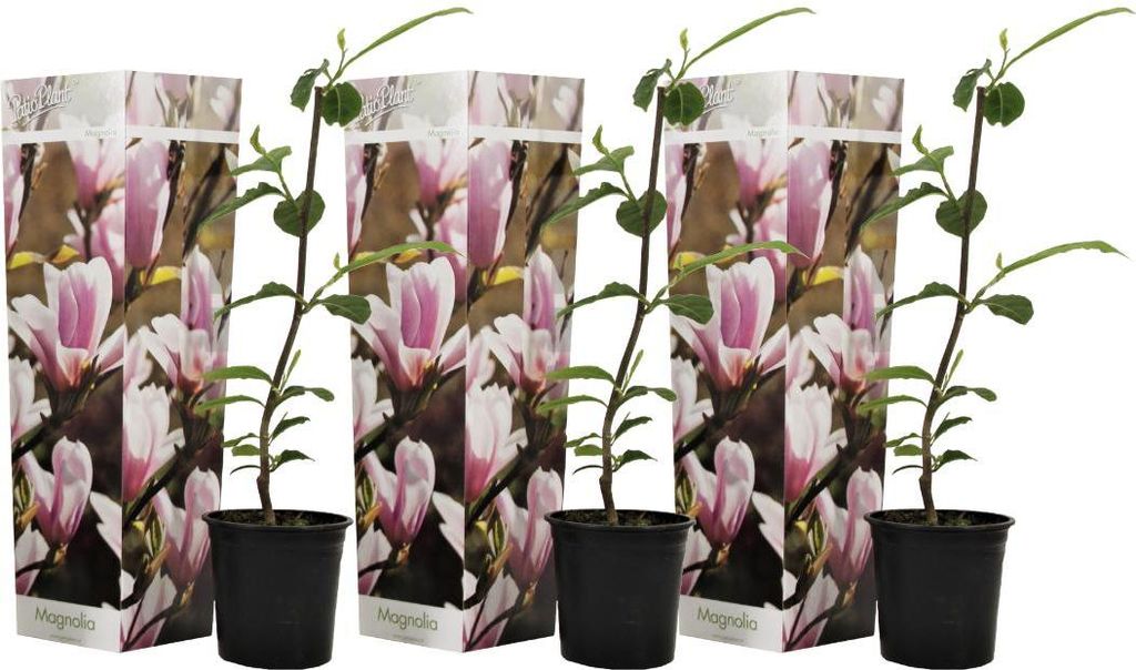 Three potted magnolia plants with decorative packaging are displayed against a white background.