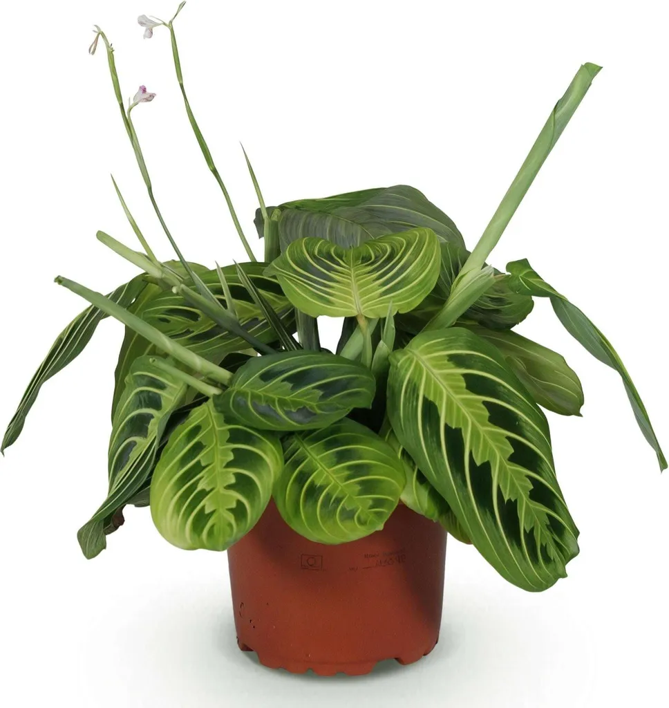 Pianta della Preghiera Maranta Fascinator Lemon Lime - Pet Friendly