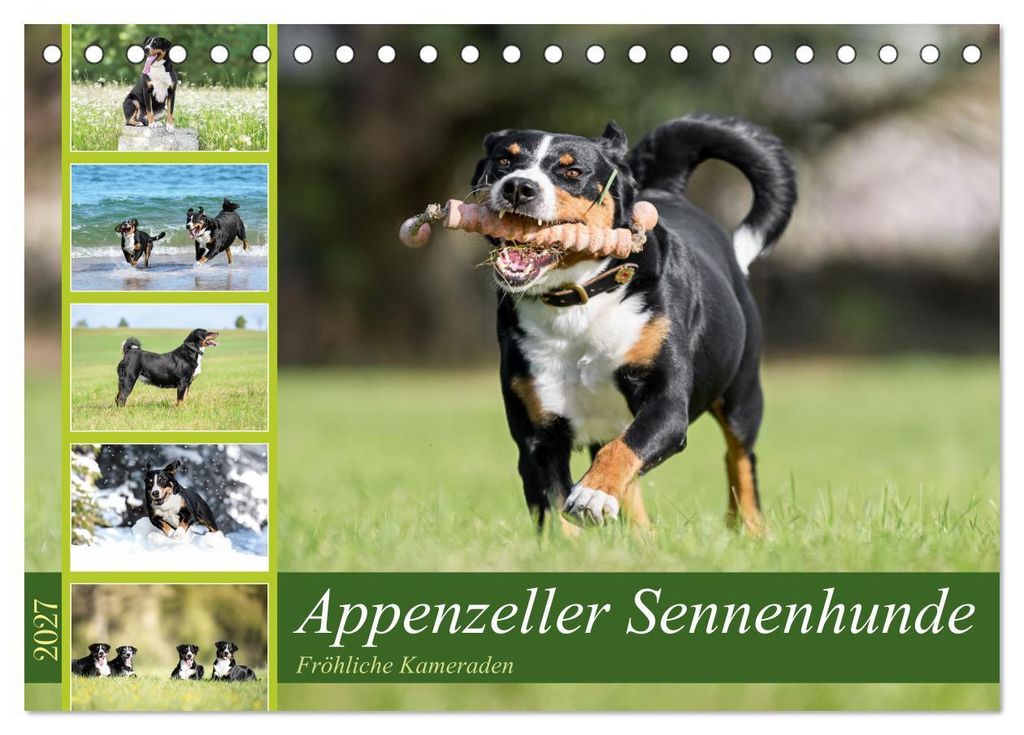 Appenzeller Sennenhunde - Fröhliche Kameraden (Tischkalender 2027 DIN A5 quer), CALVENDO Monatskalender