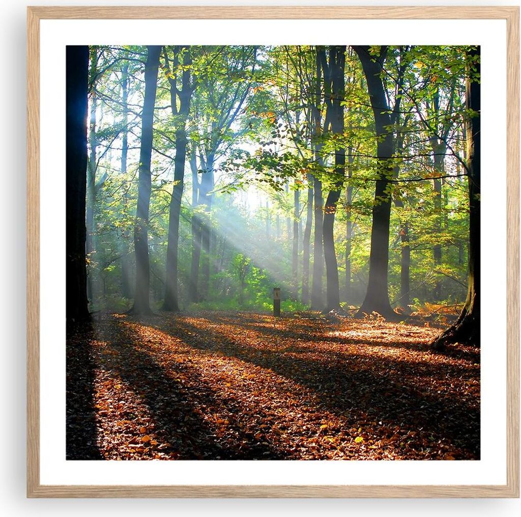 Gerahmtes Poster - Rahmen in heller Eiche - Wald Blätter Sonne - 60x60 cm - Wand Bild - Wanddeko - Wandbilder - Wandposter - Bilderrahmen - Bilder...