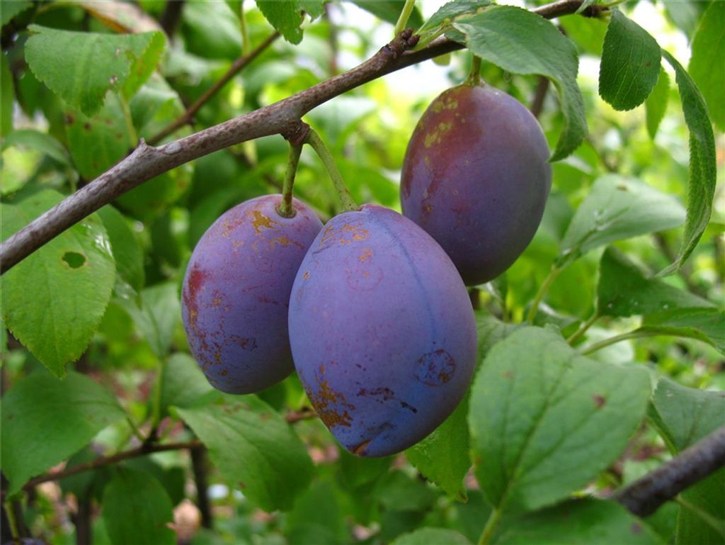 Hauszwetsche kleinbleibend als Zwergobst 110-140 cm 7,5 Produktbild 