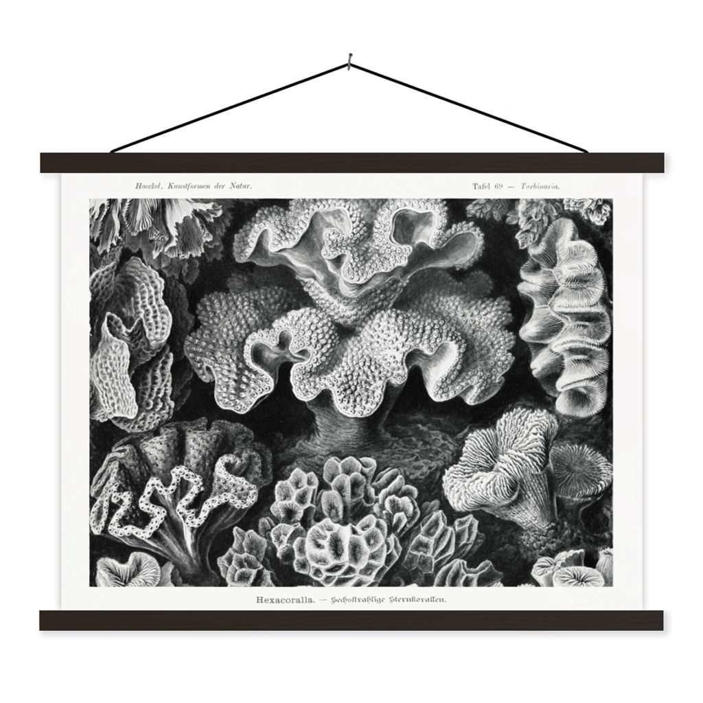 MuchoWow Textilposter Kunst - Koralle - Ernst Haeckel - Alte Meister - Natur 120x90 cm mit schwarzem Rahmen - Aufhänger für Poster