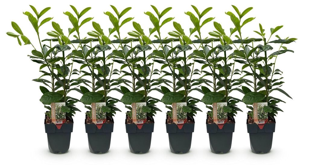 Green boutiQ - Haagplanten - Prunus laurocerasus Novita - Image du produit 