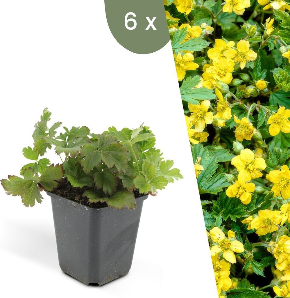 Plants by Frank | 12 Plantes de waldsteinia | Waldsteinia Image du produit 