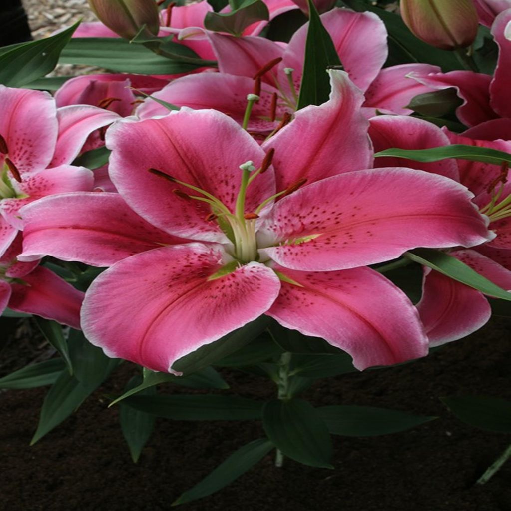 Lilie Blumenzwiebeln Zwiebeln Blumen Orientalische Lilie Social Club 1 St.